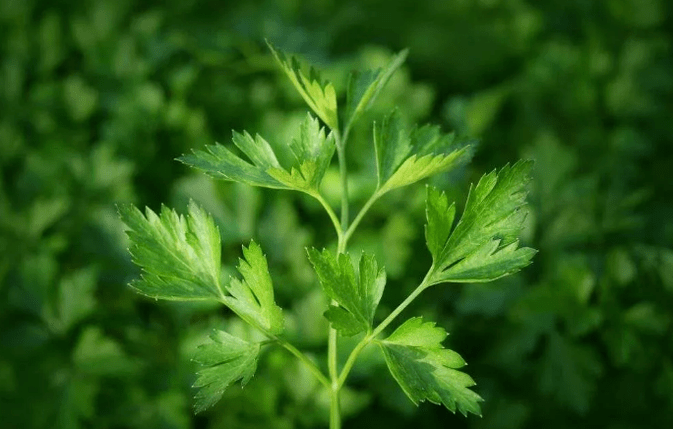 Parsley